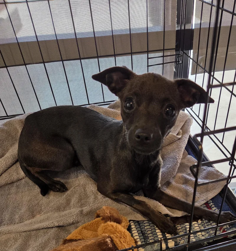A young small-sized female Brown / Chocolate Chihuahua dog named Prinprin for adoption in Oakdale, CA