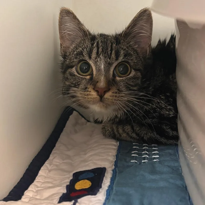 A baby medium-sized male Brown / Chocolate Domestic Short Hair cat named Gary for adoption in Philadelphia, PA
