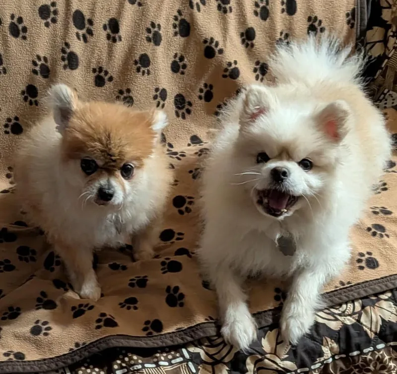Titan And Ginger