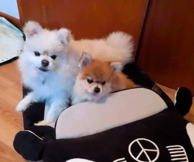 Titan And Ginger thumbnail 2