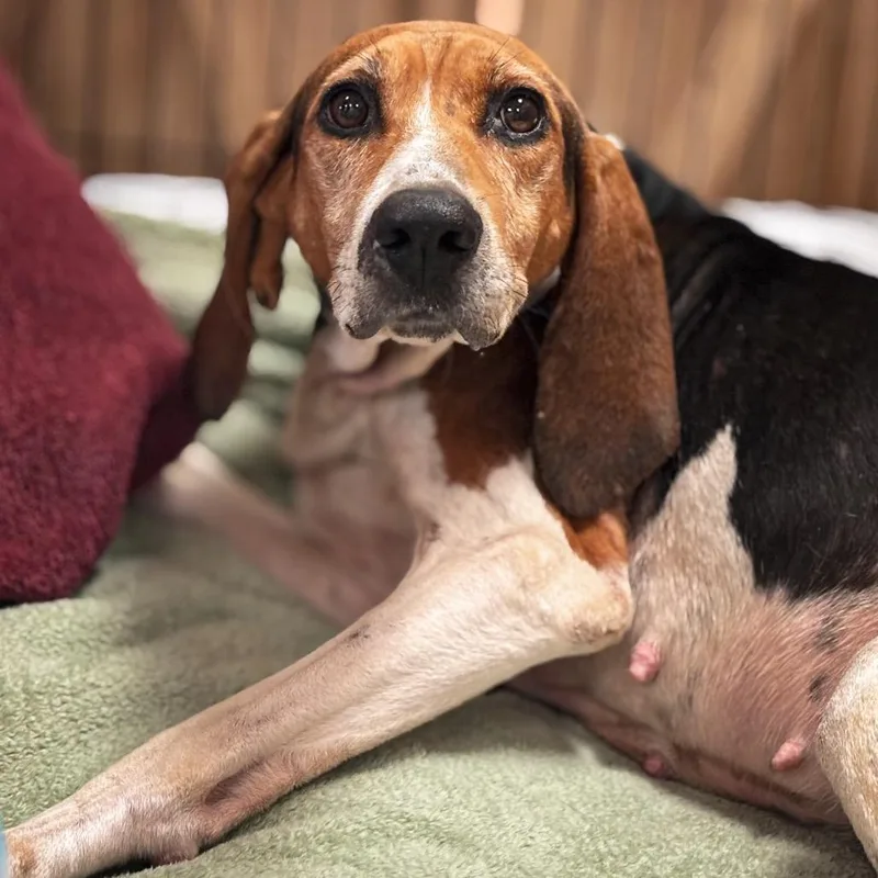 An adult medium-sized female Brown / Chocolate Coonhound dog named Pippa for adoption in Springboro, OH