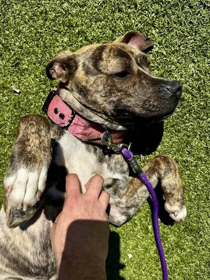 Sweet Pea thumbnail 3