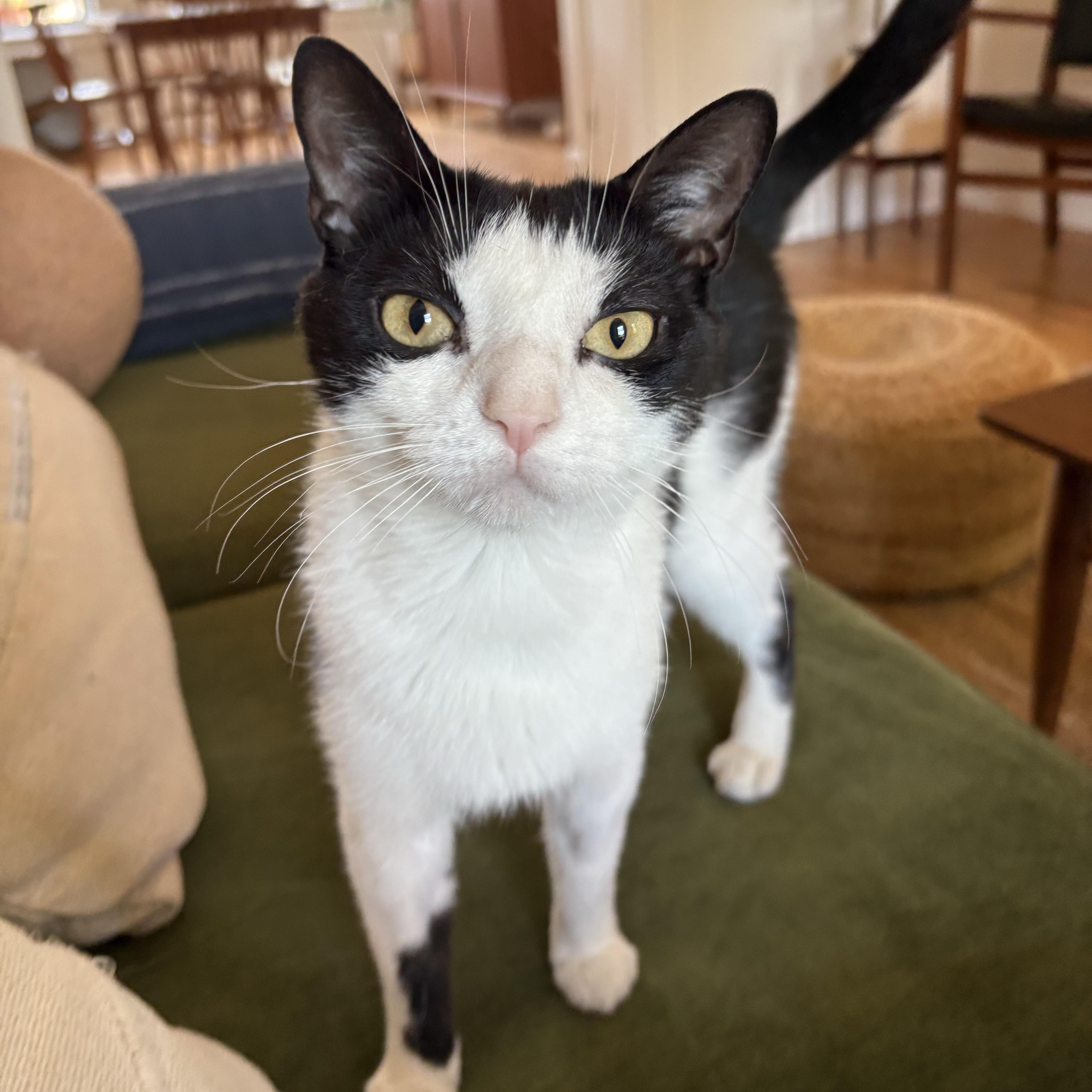 An adult medium-sized female Black & White / Tuxedo Domestic Short Hair cat named Orca for adoption in BROOKLYN, NY