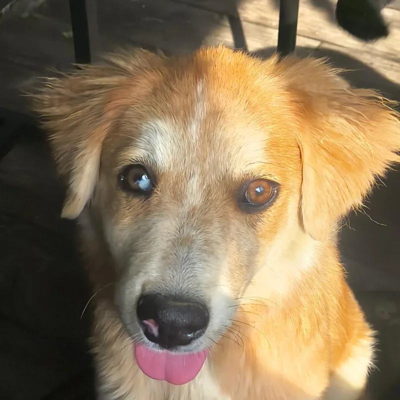 A baby small-sized female Brown / Chocolate Shepherd dog named June Bug for adoption in Flintstone, MD