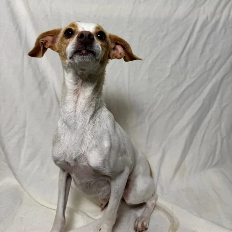 Sprinkles thumbnail 2