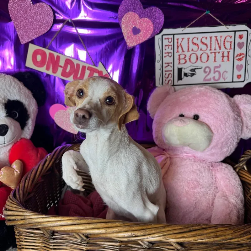 Sprinkles thumbnail 3