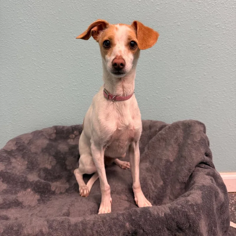 Sprinkles thumbnail 4