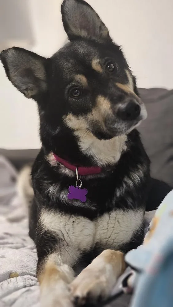 Noodles Nancy thumbnail 2