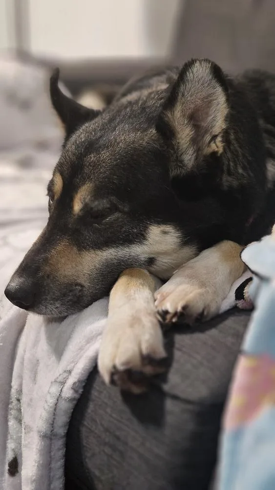 Noodles Nancy thumbnail 3