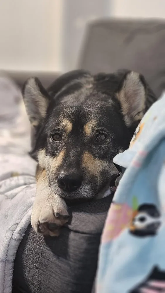 Noodles Nancy thumbnail 4