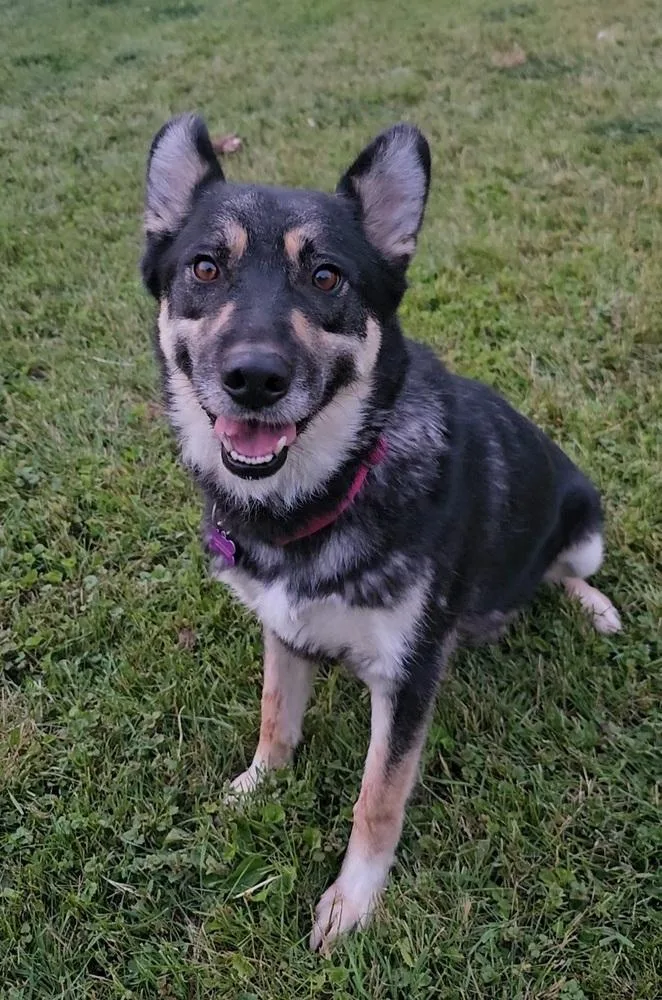 Noodles Nancy thumbnail 5