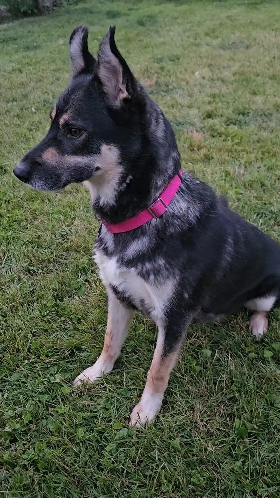 Noodles Nancy thumbnail 6