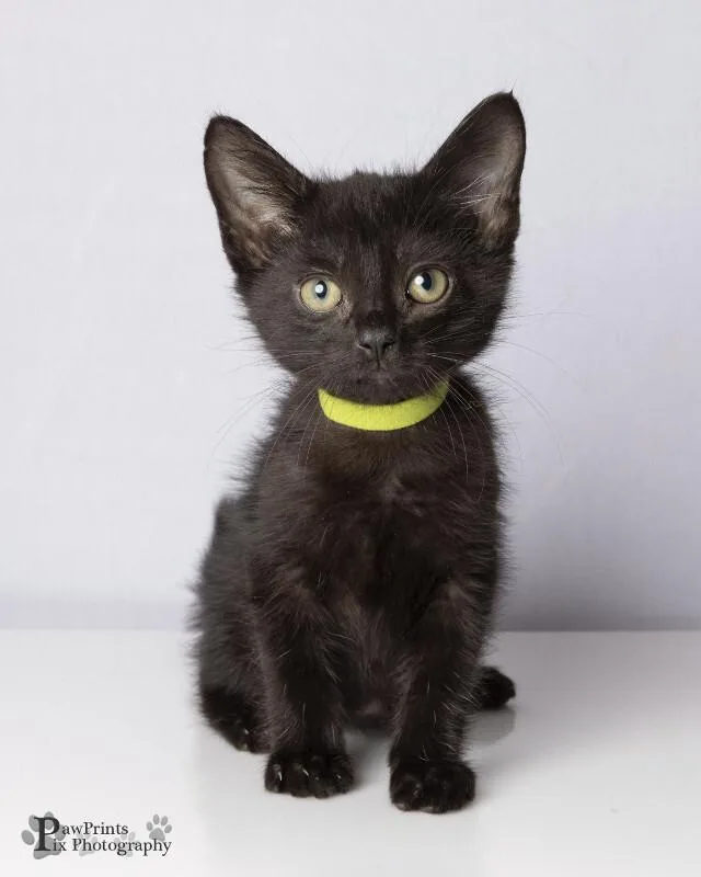 A young medium-sized male Domestic Short Hair cat named Booger for adoption in Maryville, TN