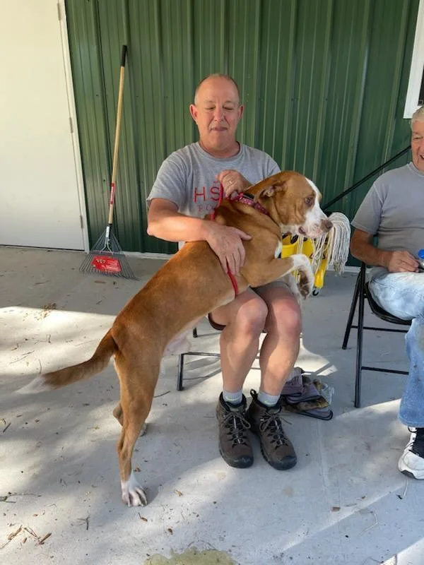 A young large-sized male Boxer dog named Kane for adoption in Lakeland, FL