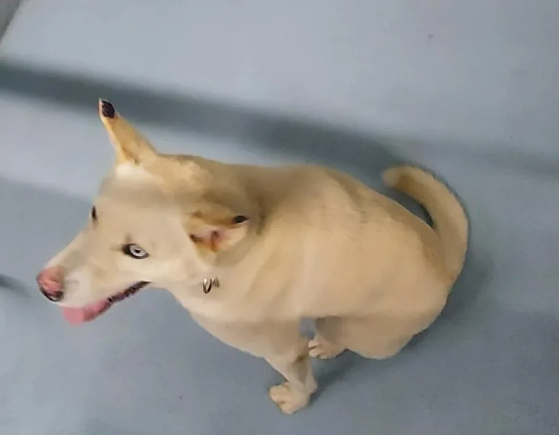 An adult large-sized female Mixed Breed dog named Kennedy for adoption in Cartersville , GA