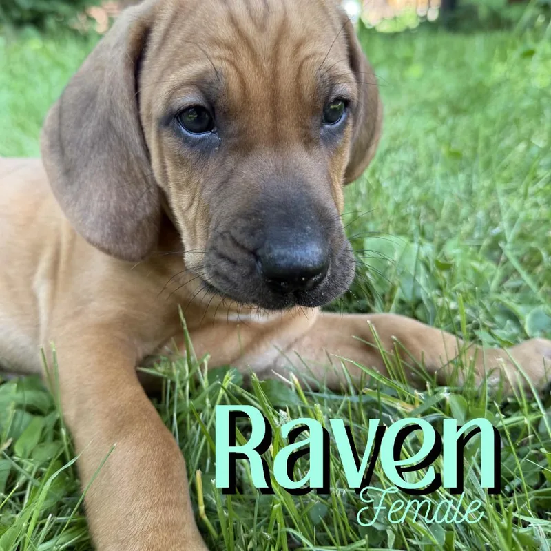 Raven