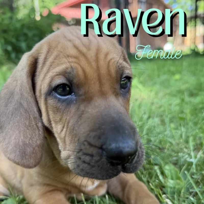 Raven thumbnail 2