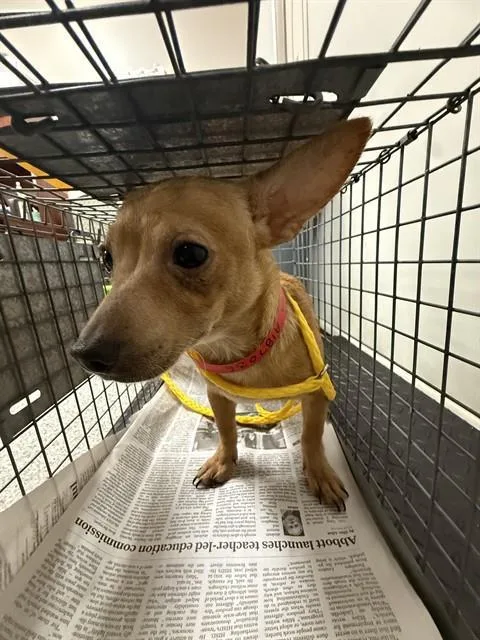 A young small-sized male Chihuahua dog named Lil Man for adoption in Pasadena, TX