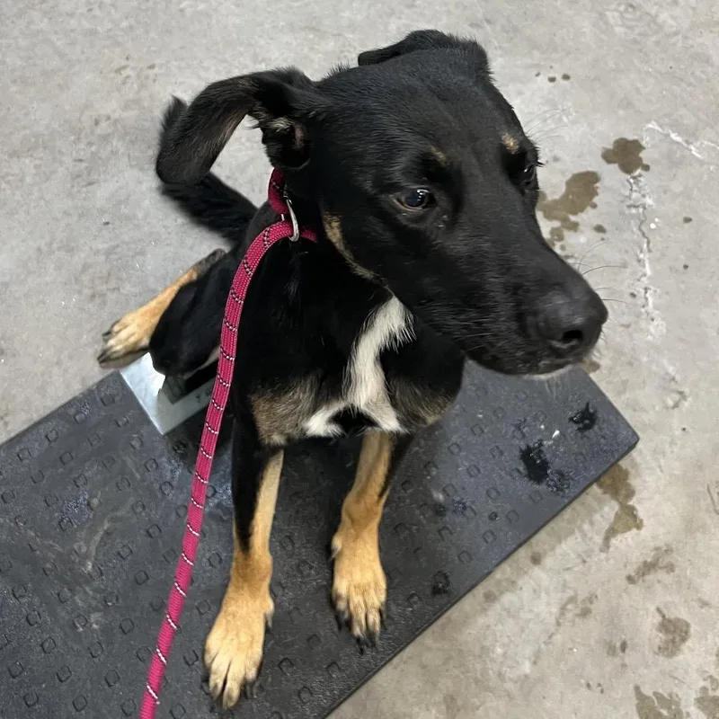 An adult medium-sized female Black Mixed Breed dog named Riley for adoption in Las Cruces, NM