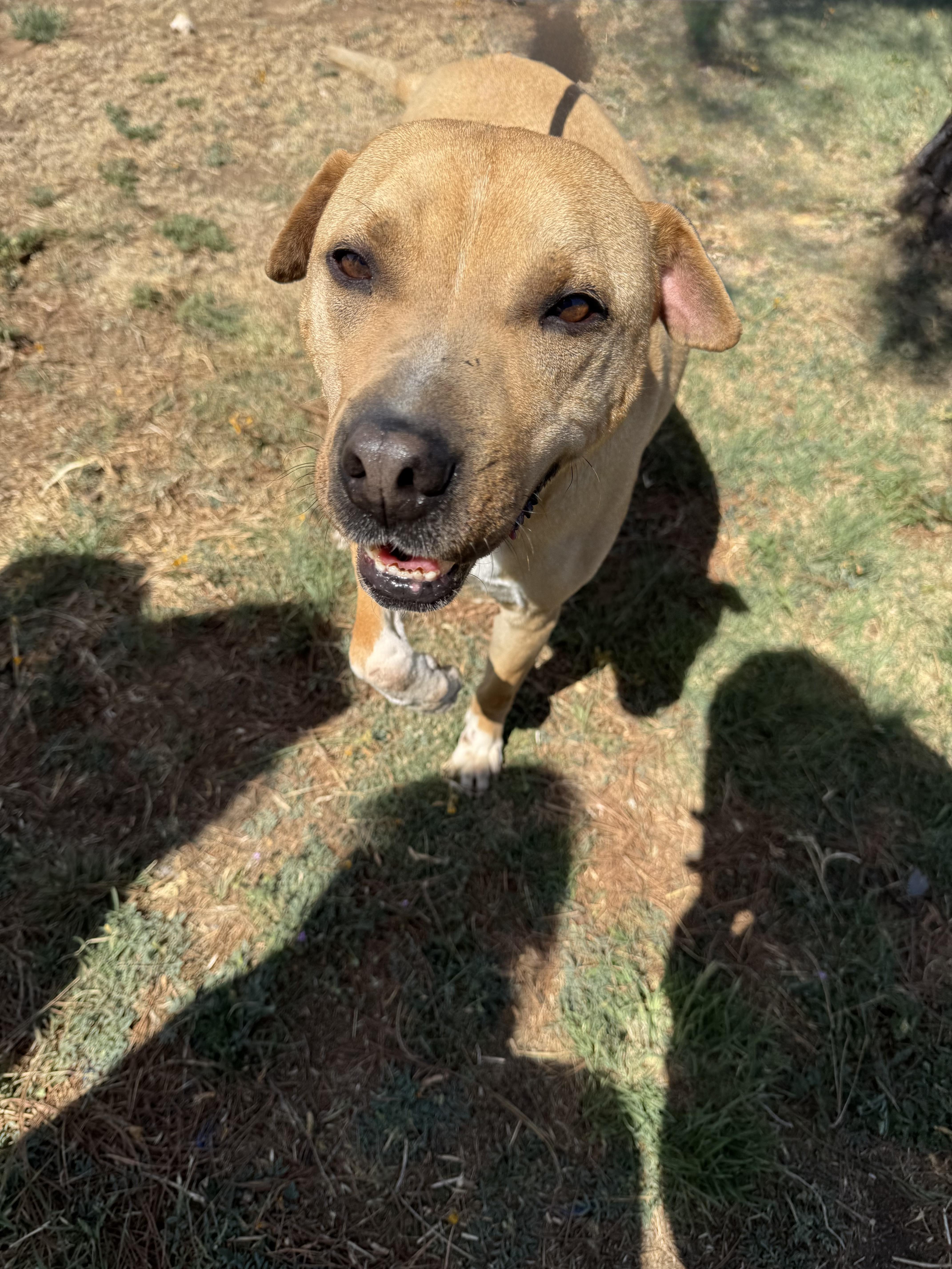 An adult medium-sized male Apricot / Beige Shar-Pei dog named Frito for adoption in Canyon, TX