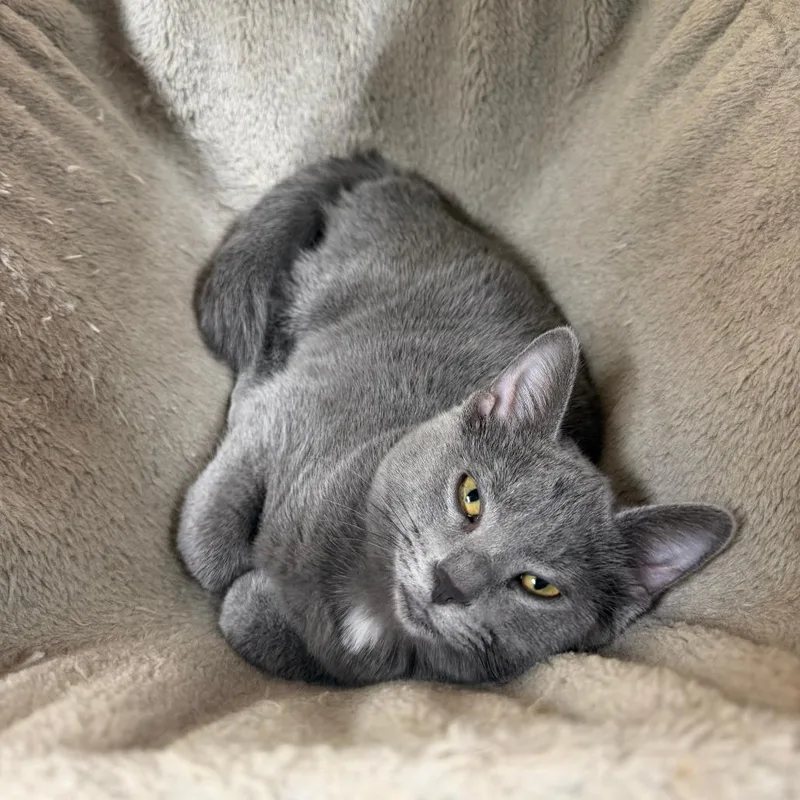 A baby small-sized female Gray / Blue / Silver Domestic Short Hair cat named Tassie for adoption in Pontiac, IL