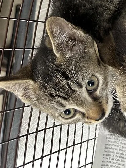 A baby small-sized female Domestic Short Hair cat named Waffle for adoption in Fort Lauderdale, FL