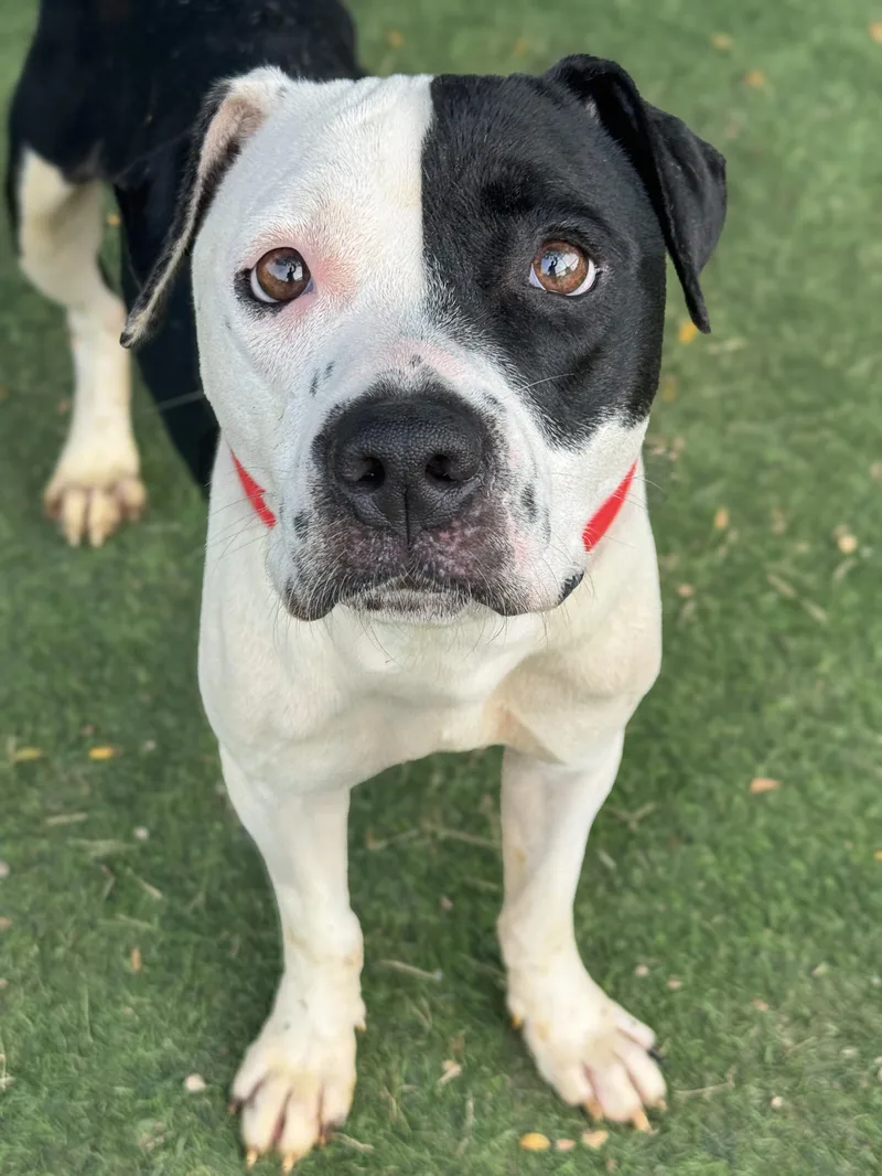 An adult medium-sized female Black Pit Bull Terrier dog named Harlequin for adoption in Anderson, IN