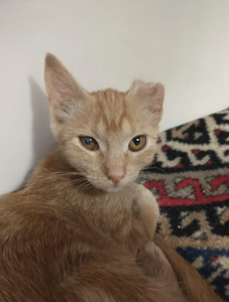 A baby medium-sized female Tabby (Orange / Red) Domestic Short Hair cat named Sandy for adoption in Tomah, WI