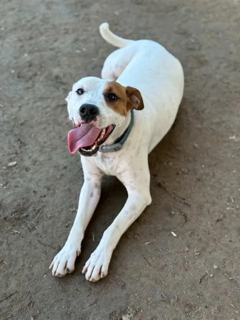 A young medium-sized male Pit Bull Terrier dog named George for adoption in Riverside, CA