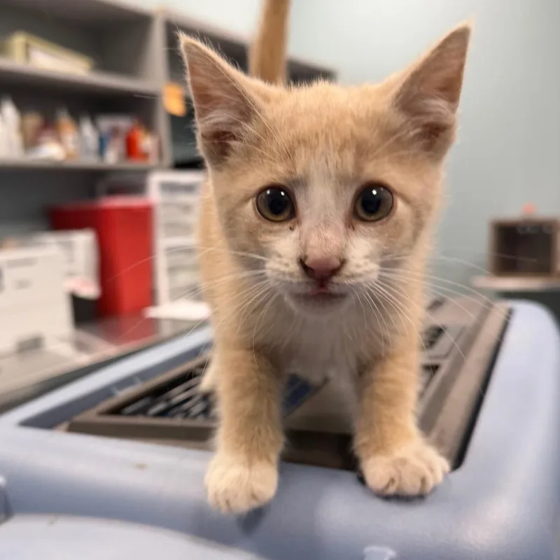 A baby small-sized male Buff / Tan / Fawn Domestic Short Hair cat named Singa for adoption in Greensboro, NC