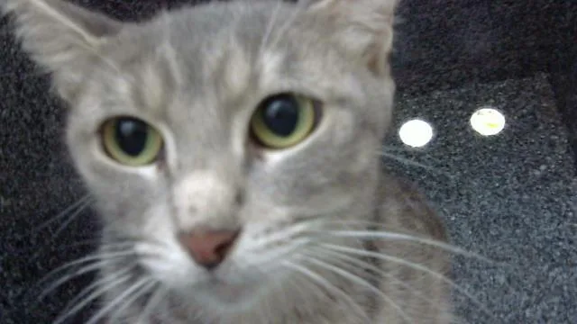 A young medium-sized female Domestic Long Hair cat named Fauna for adoption in Dallas, TX