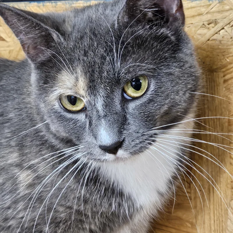 A young medium-sized female Dilute Tortoiseshell cat named Petunia for adoption in Richmond, VA