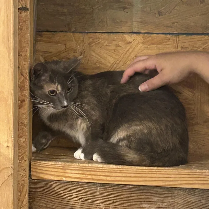 Petunia thumbnail 5