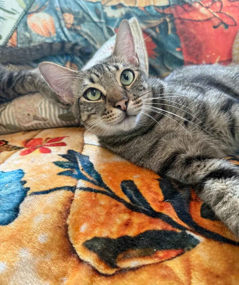 An adult large-sized male Tabby (Brown / Chocolate) American Shorthair cat named Oliver Twist for adoption in Homestead, FL