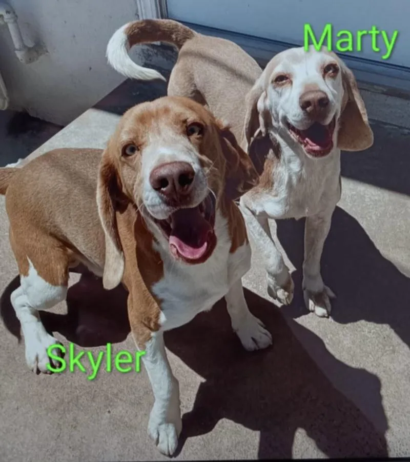 An adult medium-sized male Brown / Chocolate Beagle dog named Marty for adoption in San Ysidro, CA
