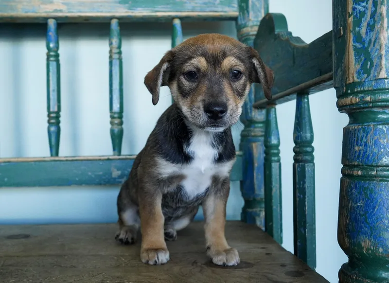 A baby medium-sized female Brown / Chocolate Chihuahua dog named Luisa for adoption in San Antonio, TX