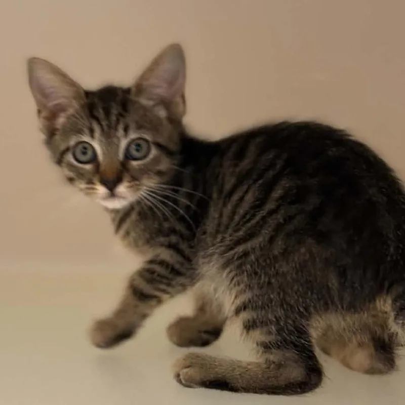 A baby small-sized female Brown / Chocolate Domestic Short Hair cat named Caitlyn for adoption in Rocky Mount, VA