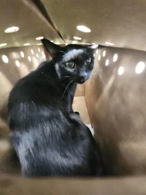 An adult medium-sized male Domestic Short Hair cat named 1-7 for adoption in San Antonio, TX
