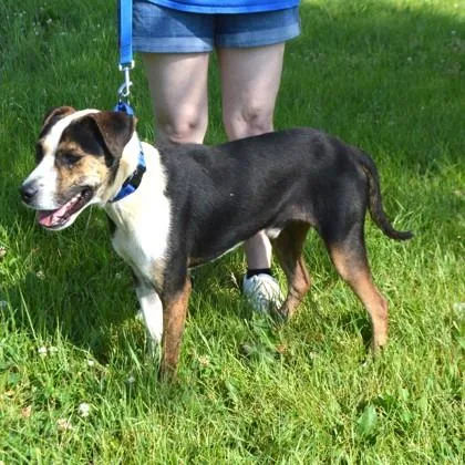 A young medium-sized male Hound dog named Nigel for adoption in Elk Grove Village, IL