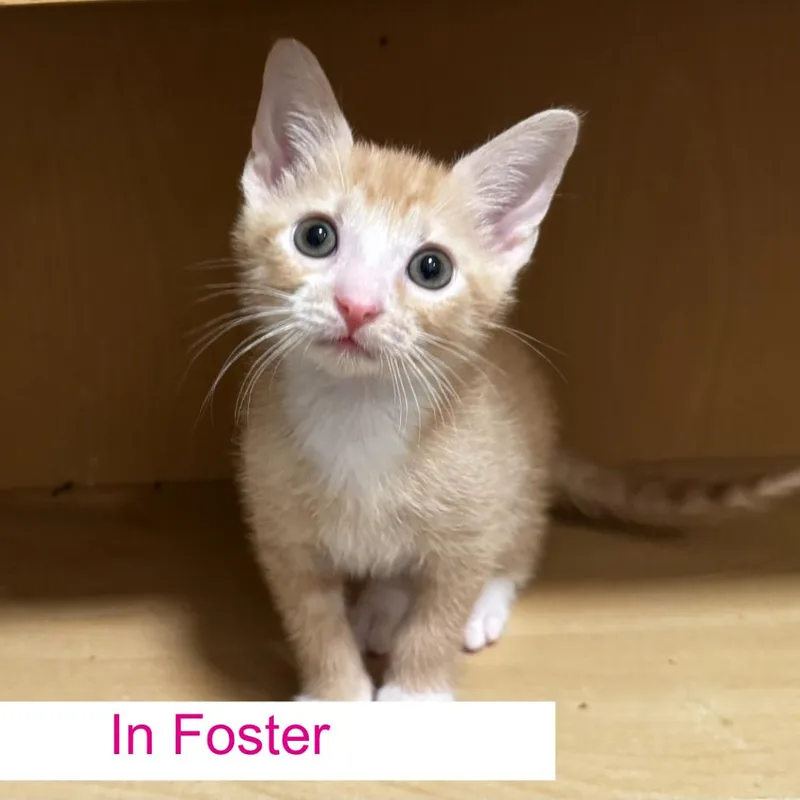 A baby small-sized male Orange / Red Domestic Short Hair cat named Siracha for adoption in Chapel Hill, NC