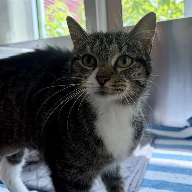 An adult small-sized female Domestic Short Hair cat named Wonton for adoption in Centerville, MA