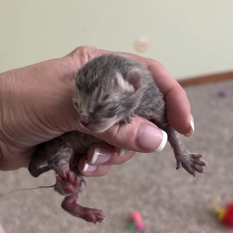 A baby small-sized male Gray / Blue / Silver Domestic Short Hair cat named Harry for adoption in Overland Park, KS