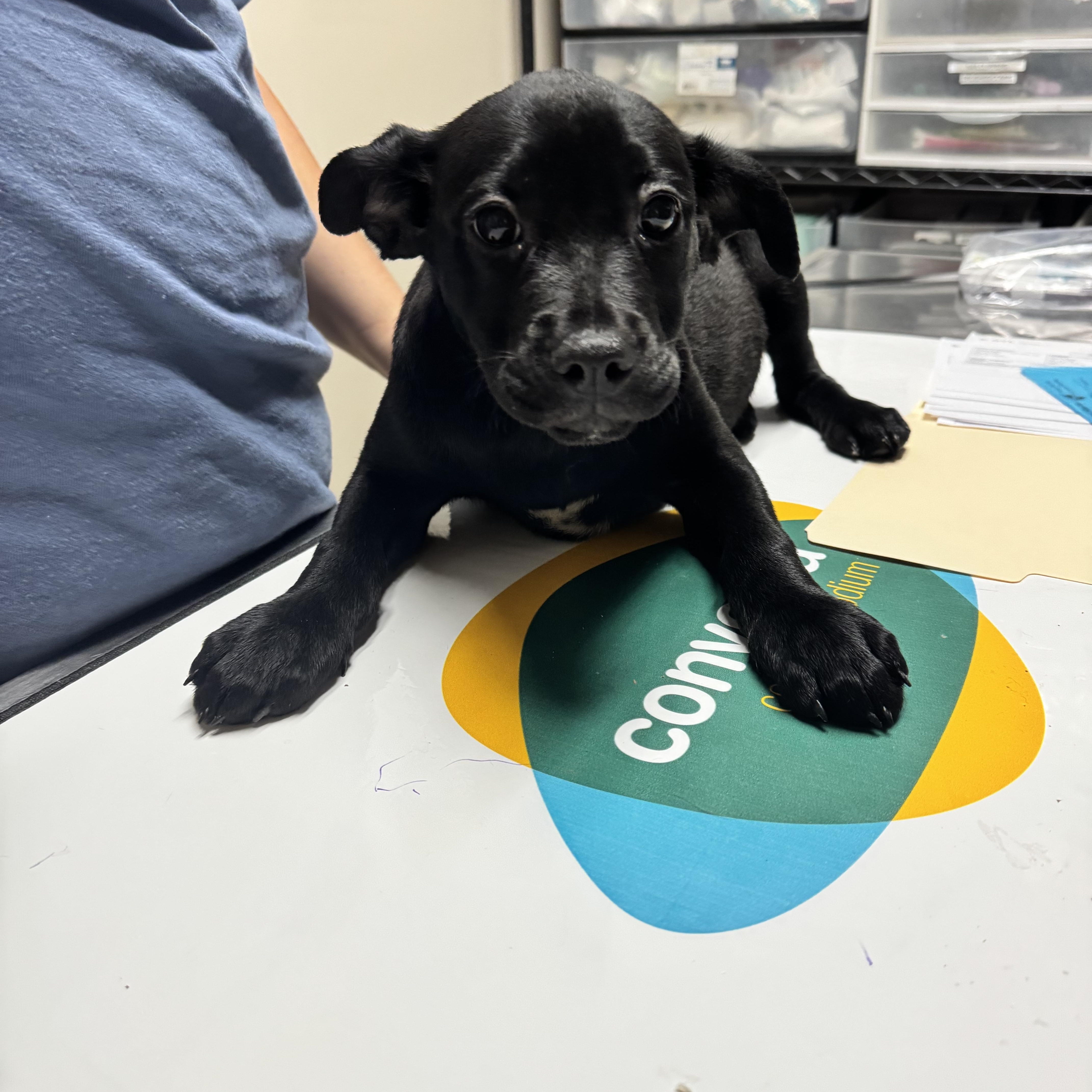 A baby medium-sized female Black Labrador Retriever dog named Winona for adoption in Dodgeville, WI