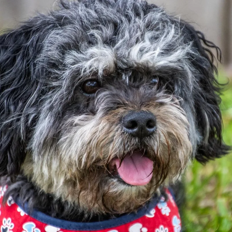 An adult small-sized female Shih Tzu dog named Chloe for adoption in TITUSVILLE, FL
