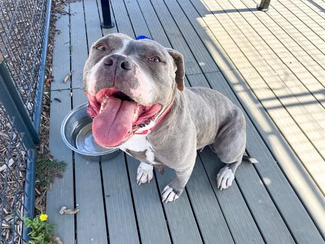 An adult large-sized female Pit Bull Terrier dog named Priscilla for adoption in Tustin, CA