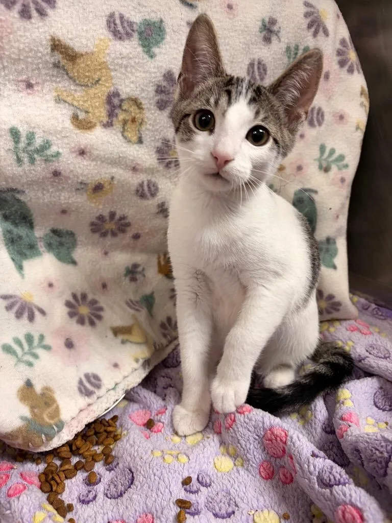 A baby small-sized male Domestic Short Hair cat named Gomez for adoption in Detroit, MI