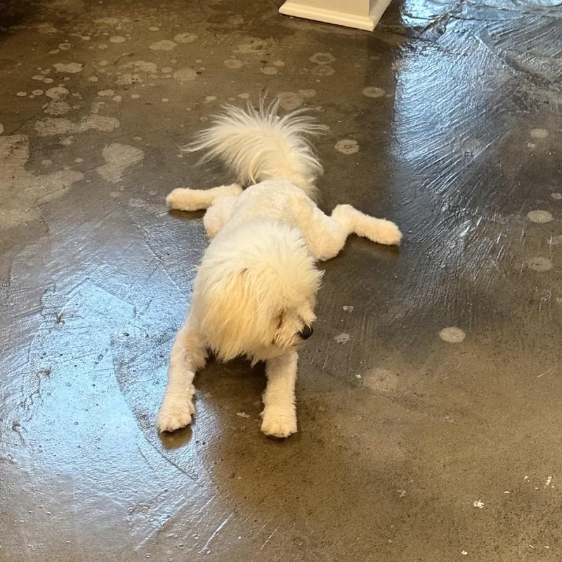 A young small-sized male White / Cream Coton de Tulear dog named Toby for adoption in Baton Rouge, LA