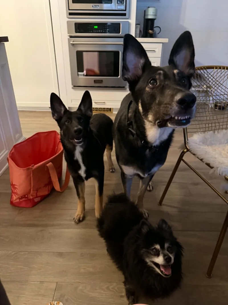 A young large-sized female Black German Shepherd Dog dog named Kimmy for adoption in Glendale, AZ