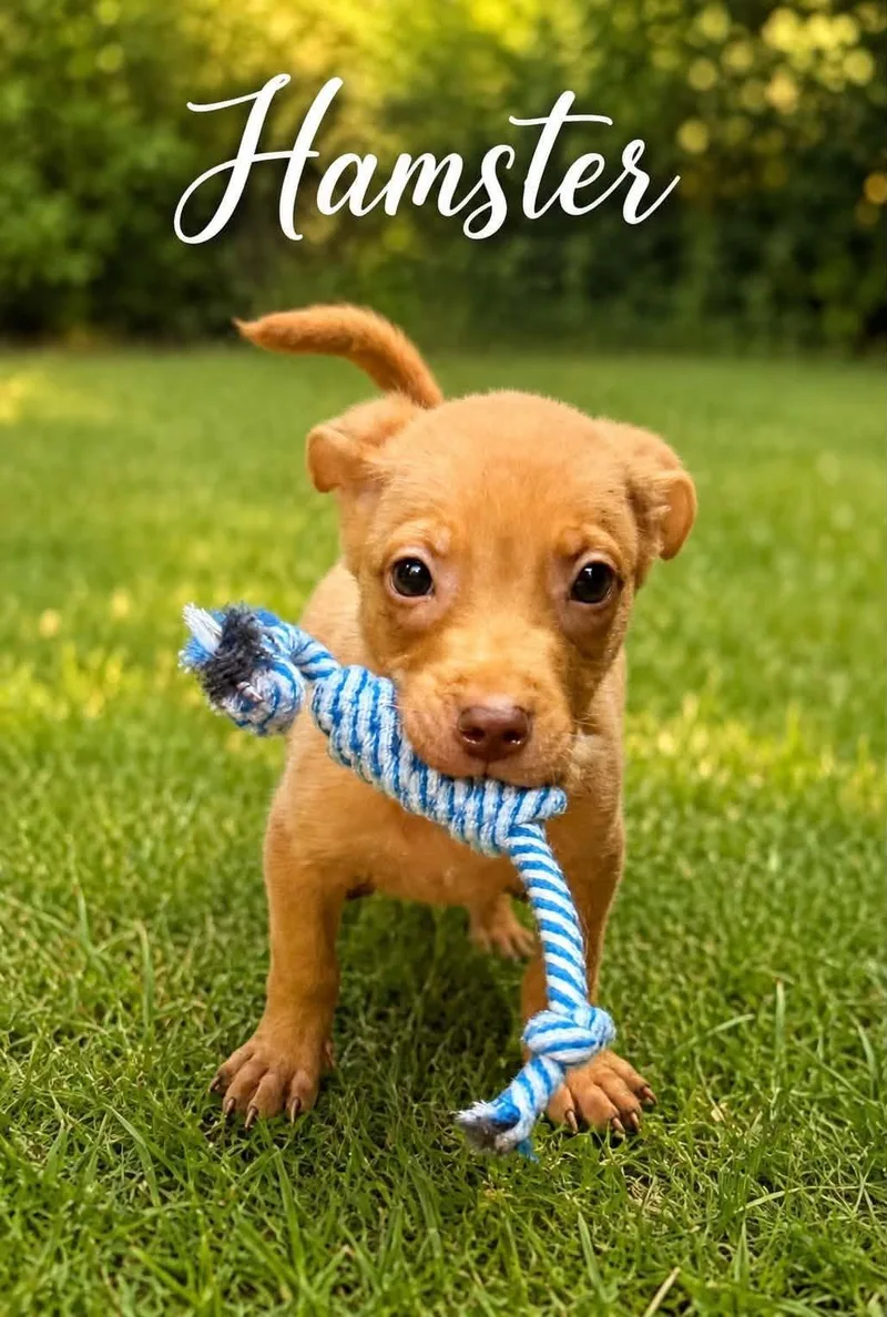 A baby small-sized male Pit Bull Terrier dog named Hamster for adoption in Rochester, NY