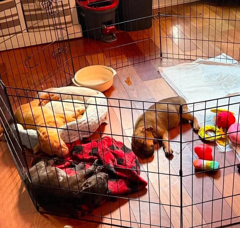 Hamster thumbnail 2